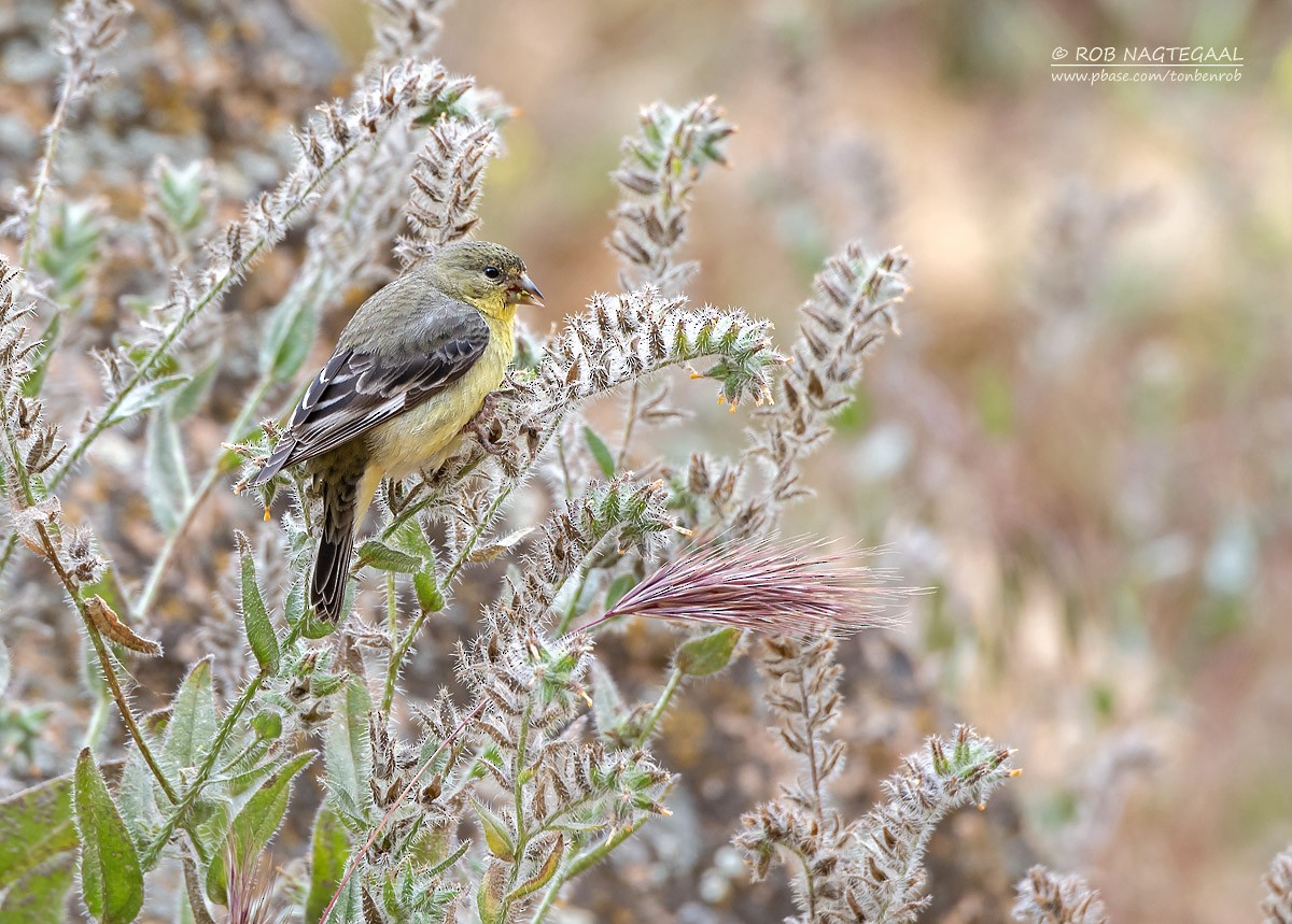 Lesser Goldfinch - ML622866772