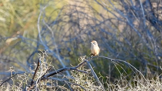 Rufous Grasswren (Sandhill) - ML622866780