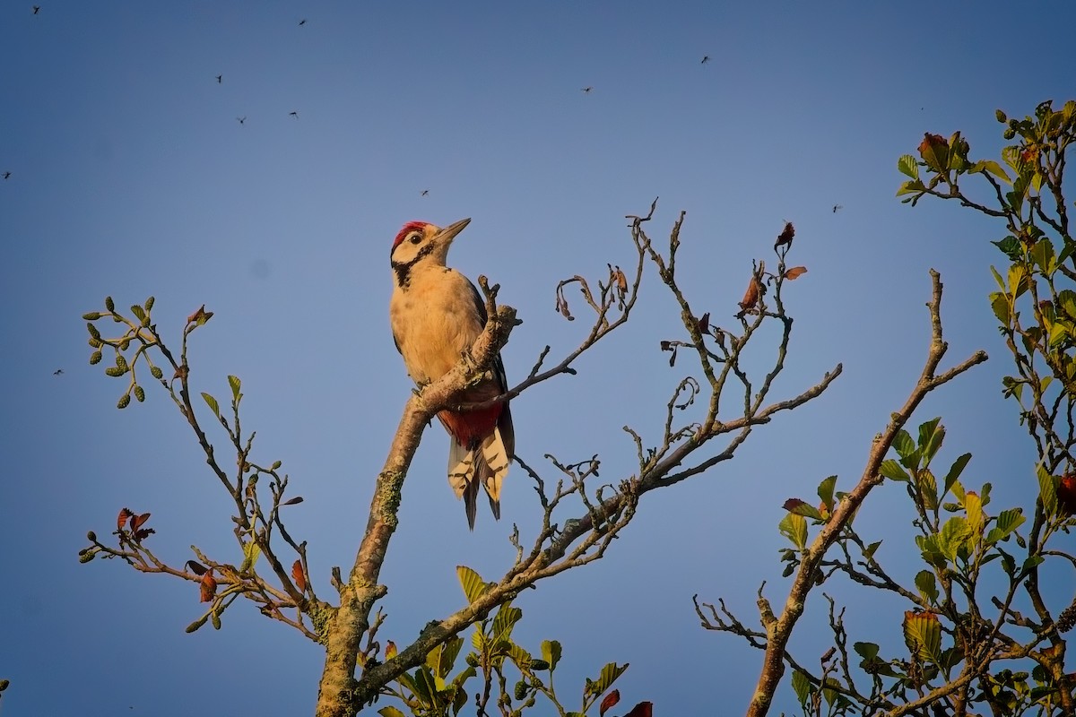 Great Spotted Woodpecker - ML622866865