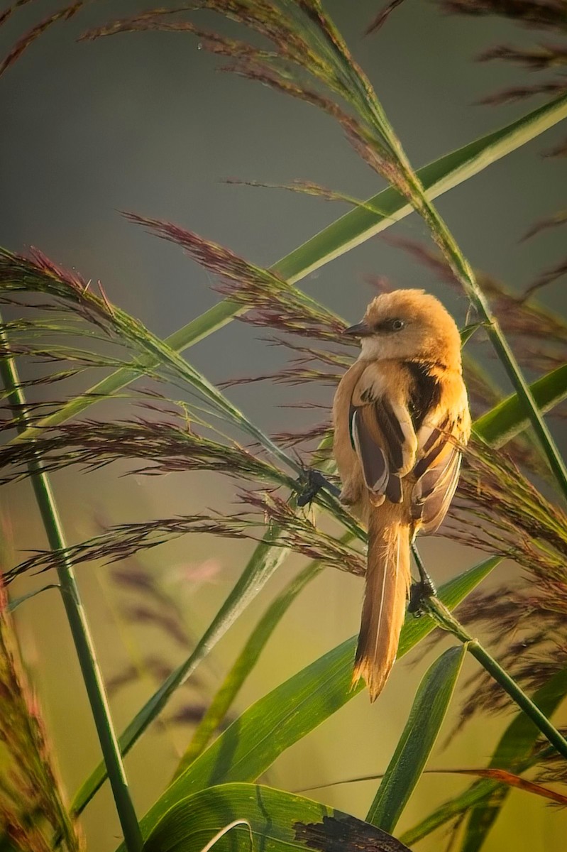 Bearded Reedling - ML622866881