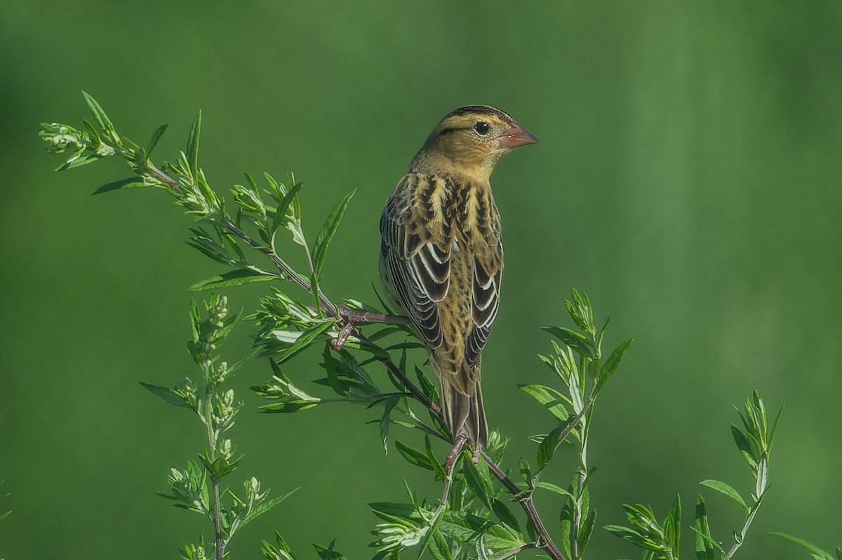 bobolink americký - ML622866899