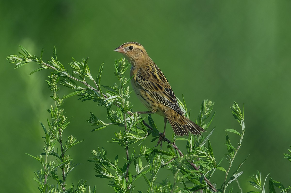 bobolink americký - ML622866900