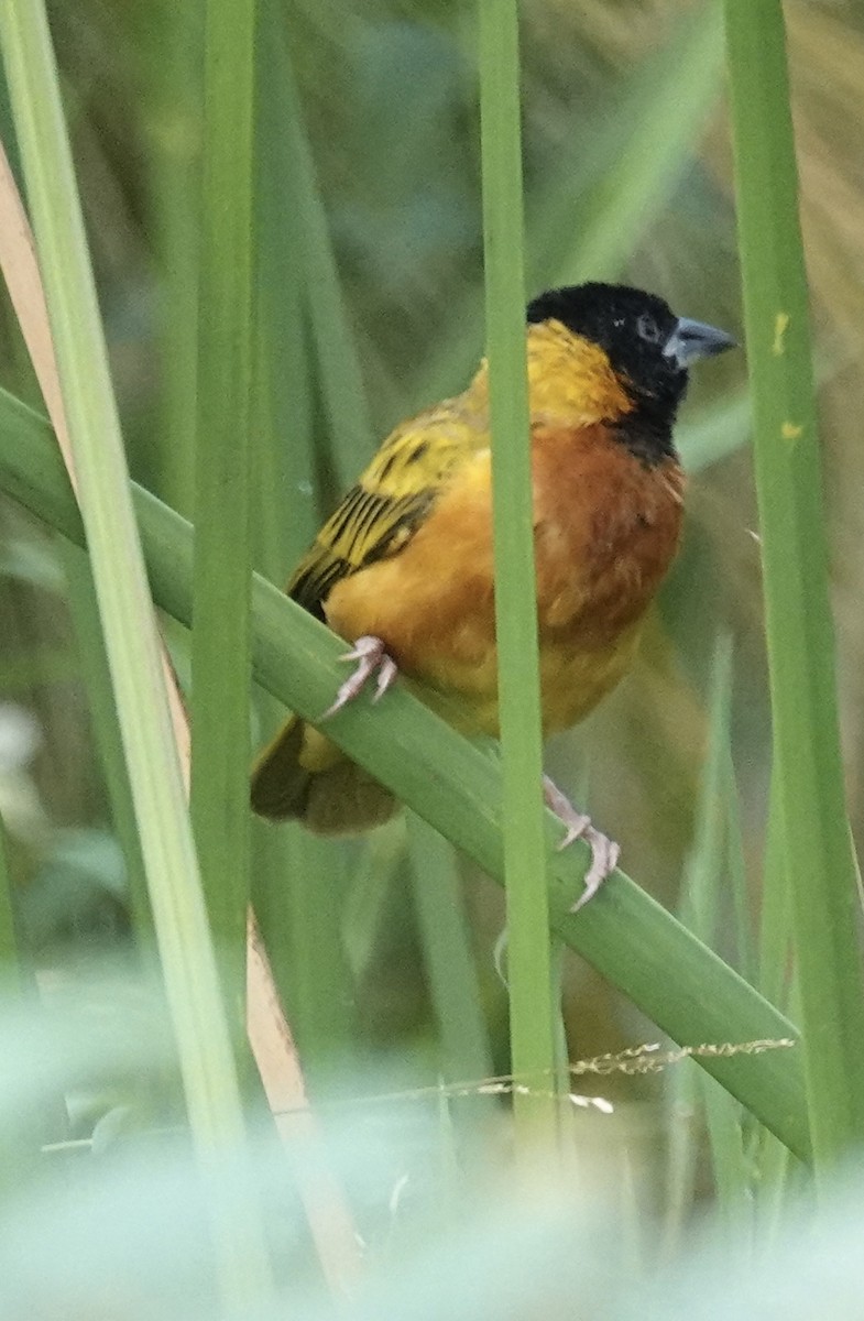 Golden-backed Weaver - ML622866907