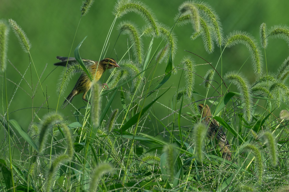 Bobolink - patrick horan