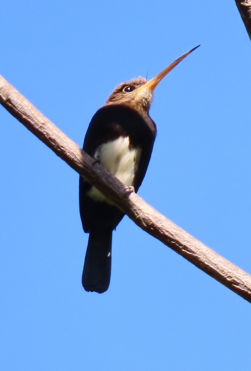 Brown Jacamar - ML622866918