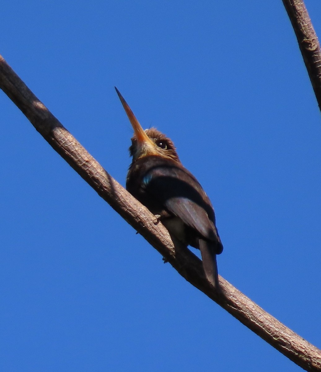 Brown Jacamar - ML622866919