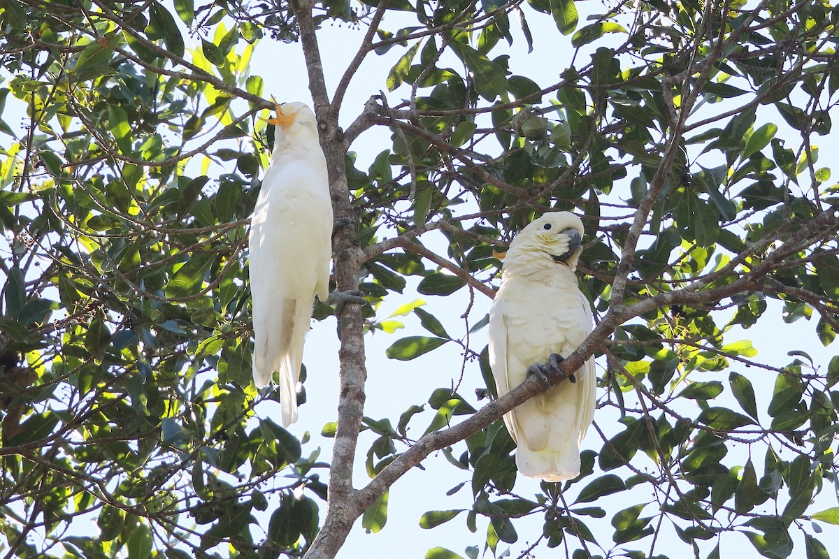 Citron-crested Cockatoo - ML622866933