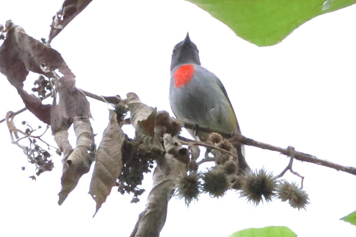 Halmahera Flowerpecker - ML622866986