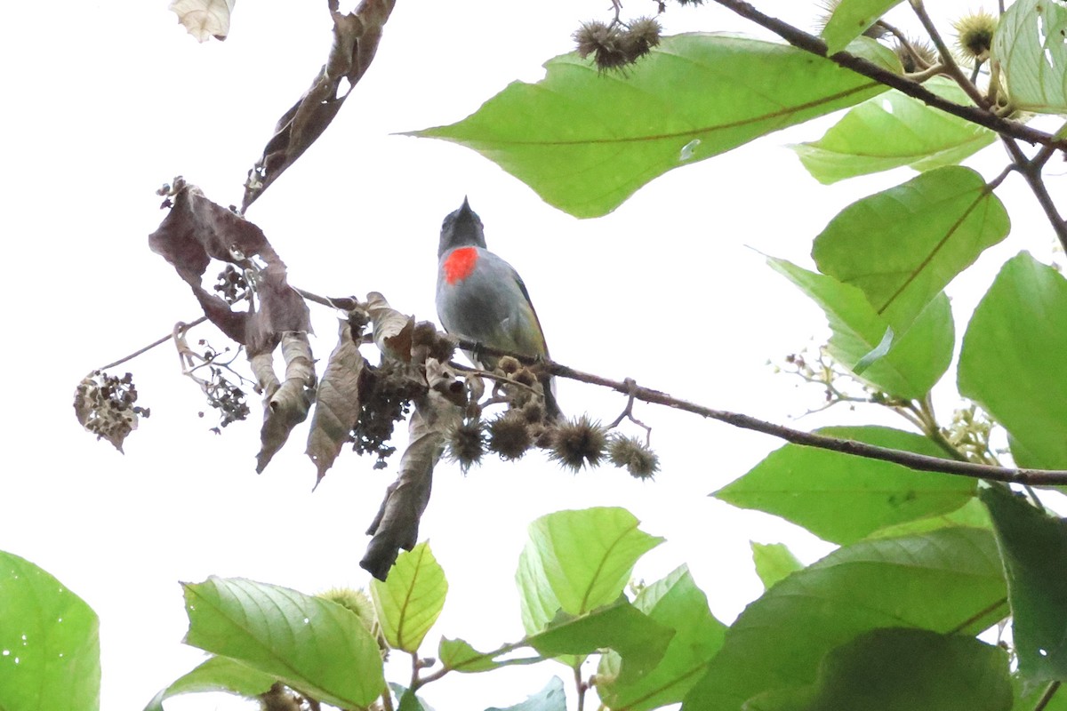 Halmahera Flowerpecker - ML622866987