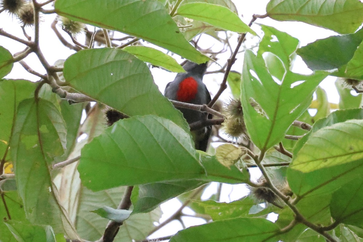 Halmahera Flowerpecker - Mei-Luan Wang