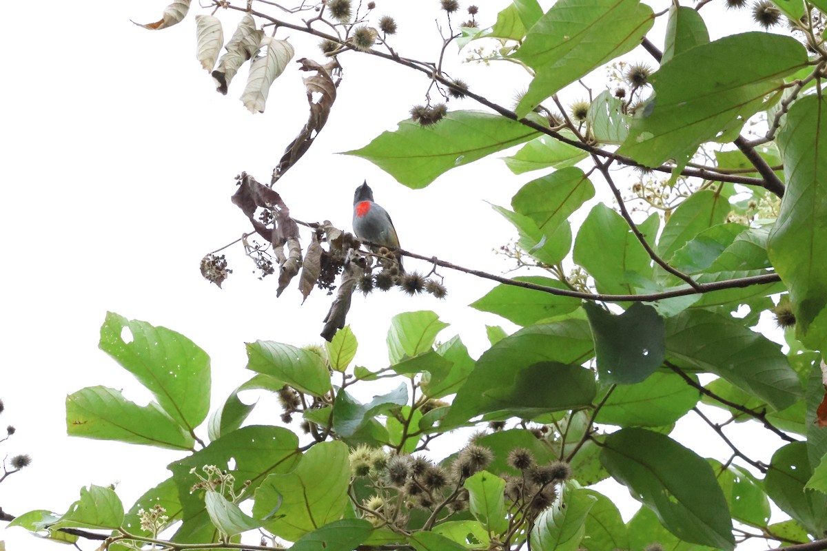 Halmahera Flowerpecker - ML622866989