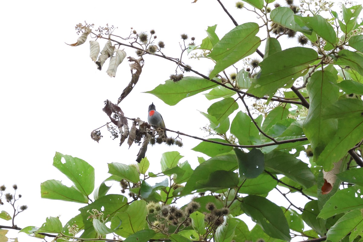 Halmahera Flowerpecker - ML622866990