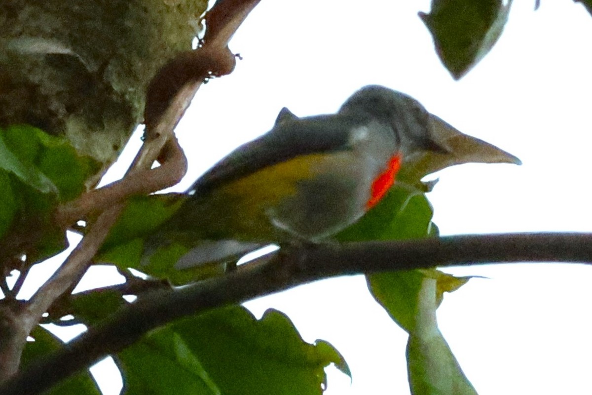 Halmahera Flowerpecker - ML622867033