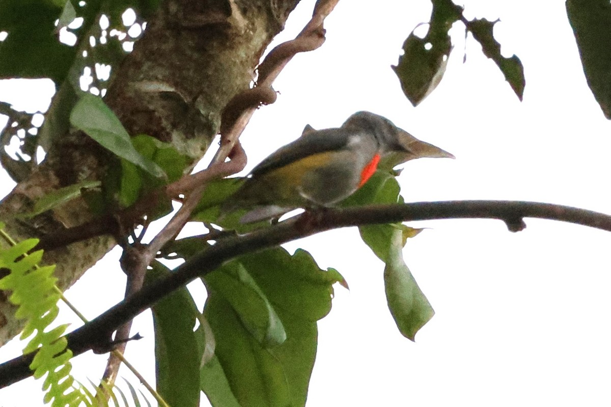 Halmahera Flowerpecker - ML622867034