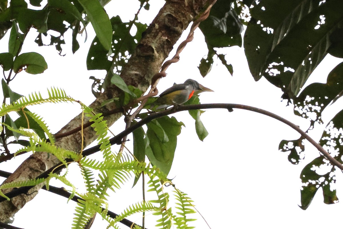 Halmahera Flowerpecker - ML622867035