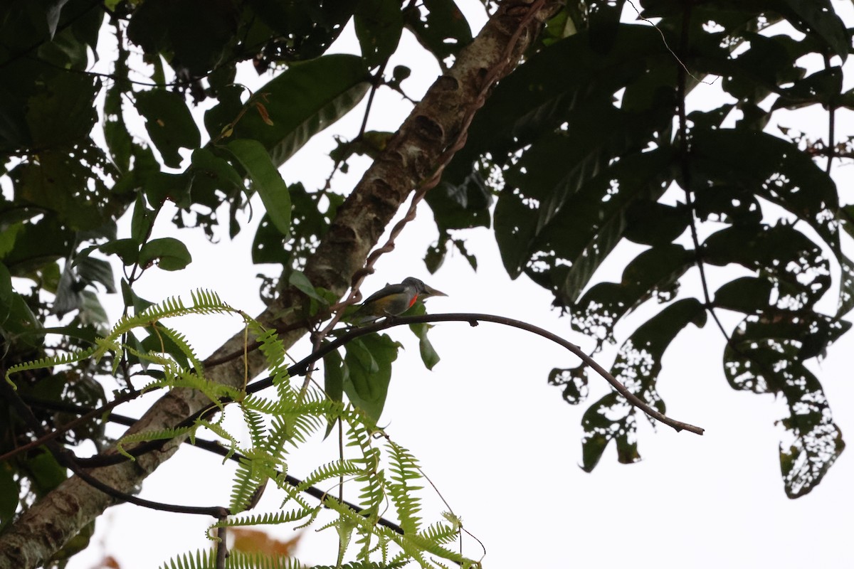 Halmahera Flowerpecker - Mei-Luan Wang