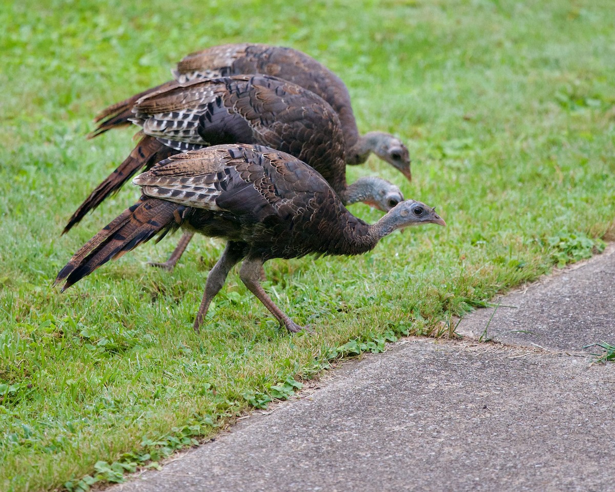 Wild Turkey - Jon Cefus