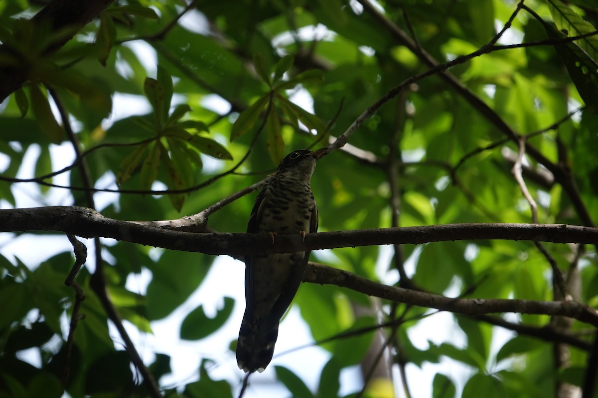 Malaysian Hawk-Cuckoo - ML622867144