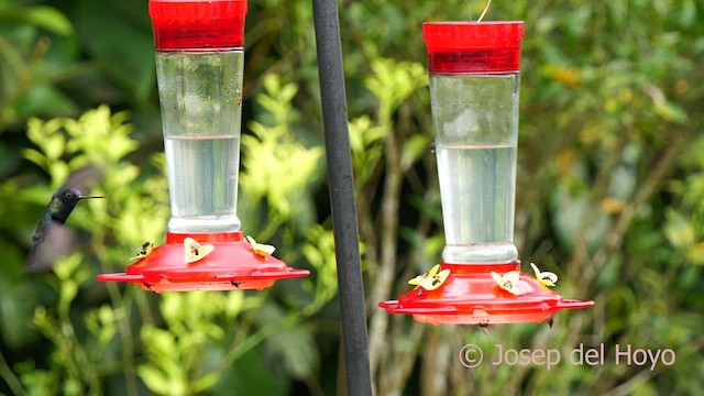 Blue-fronted Lancebill - ML622867151