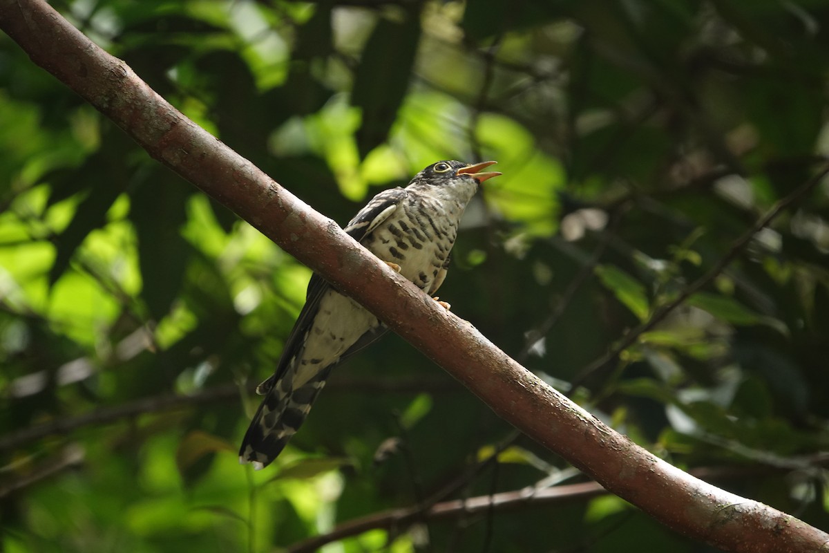 Malaysian Hawk-Cuckoo - ML622867152