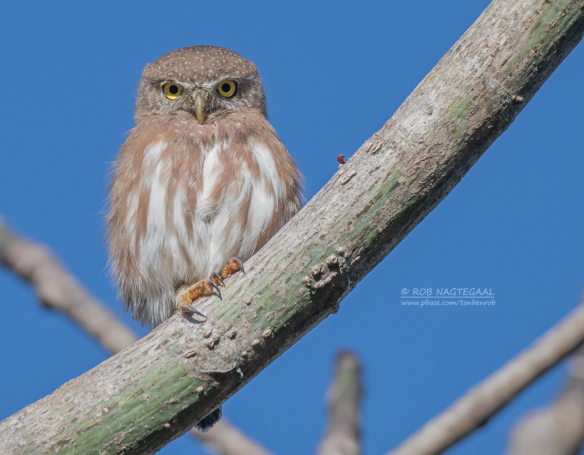 Colima Pygmy-Owl - Rob Nagtegaal