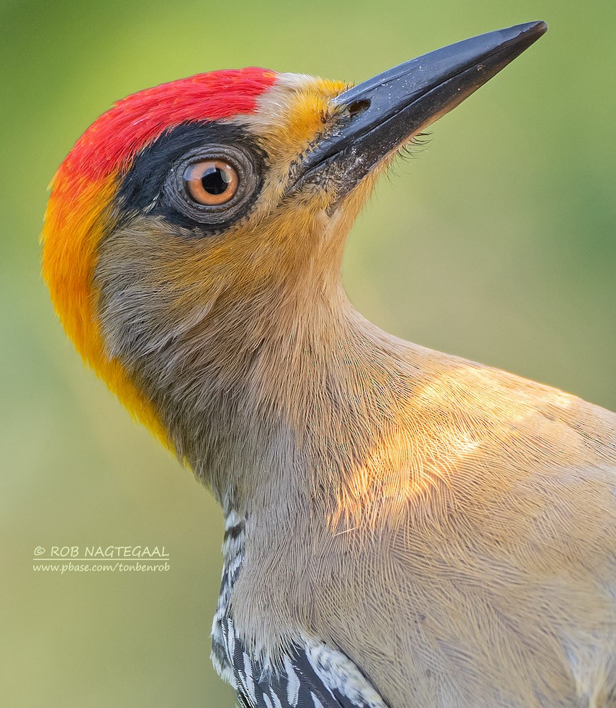 Golden-cheeked Woodpecker - Rob Nagtegaal