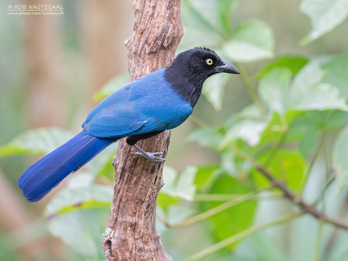 San Blas Jay - Rob Nagtegaal