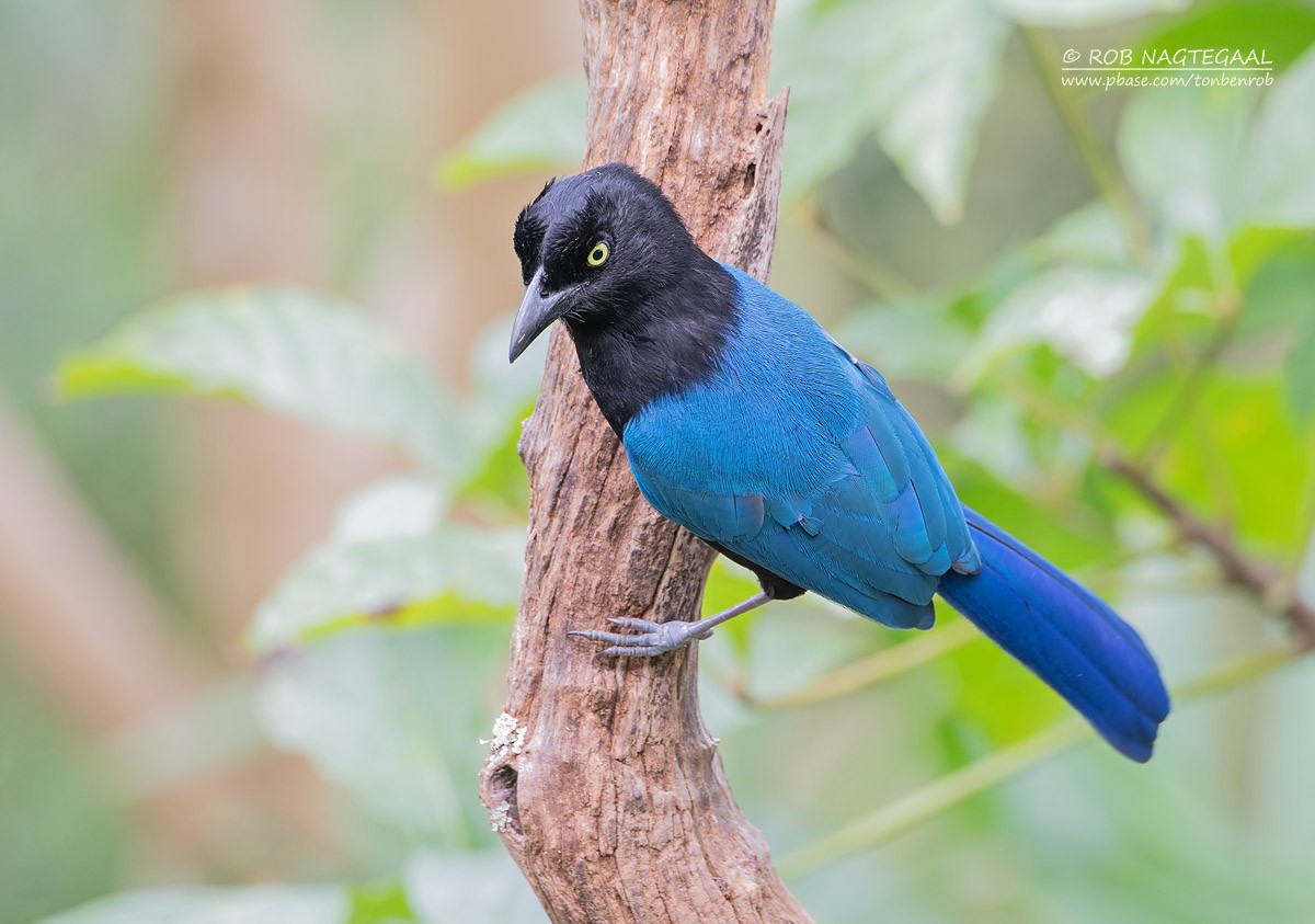 San Blas Jay - ML622867233