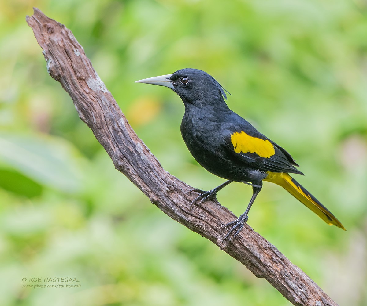 Yellow-winged Cacique - Rob Nagtegaal