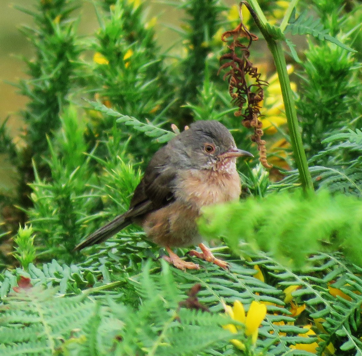 Dartford Warbler - ML622867264