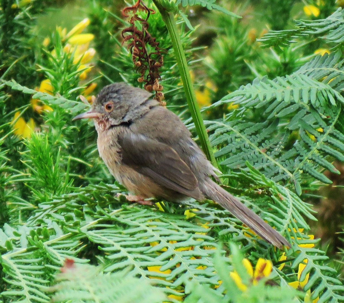 Dartford Warbler - ML622867265