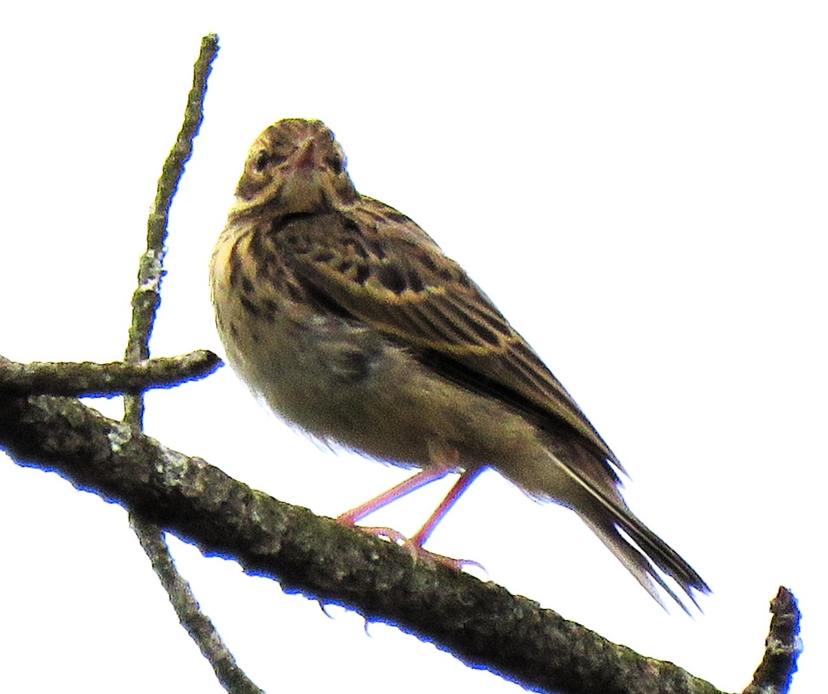 Tree Pipit - ML622867286