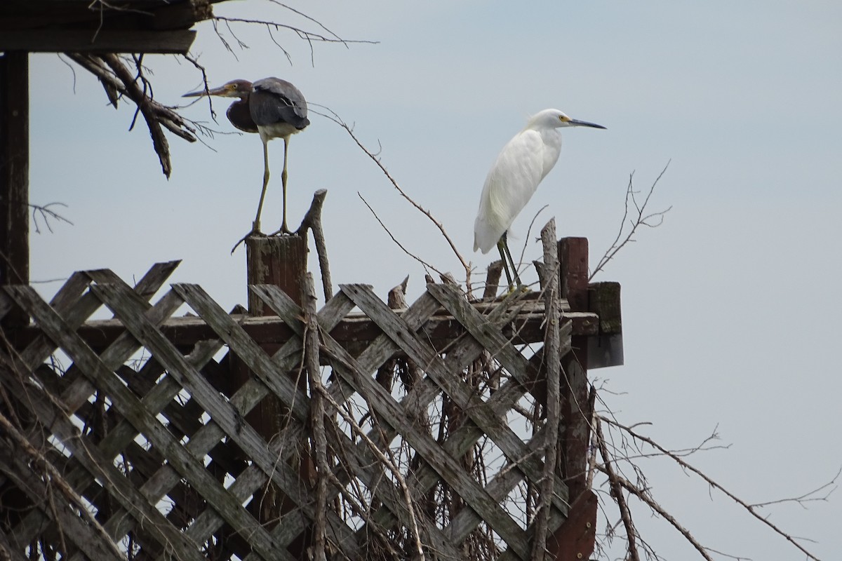 Tricolored Heron - Maeve and Joey Coker