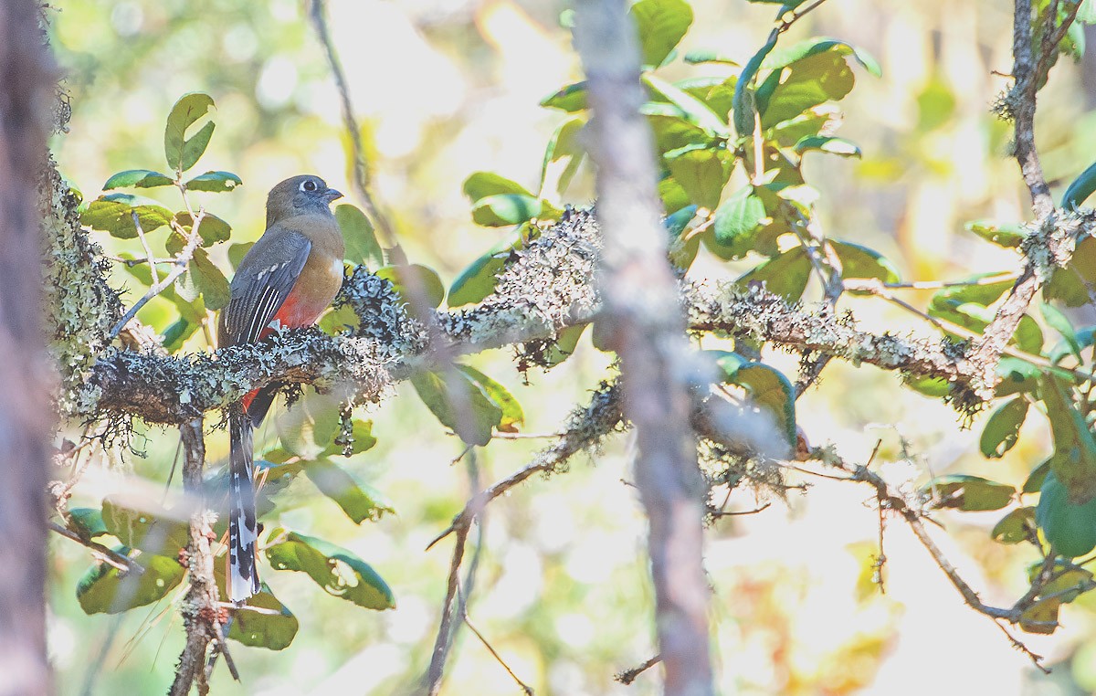 Mountain Trogon - ML622867405