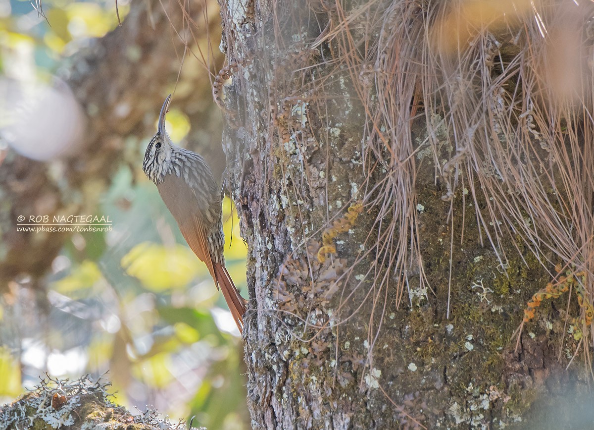 White-striped Woodcreeper - ML622867407