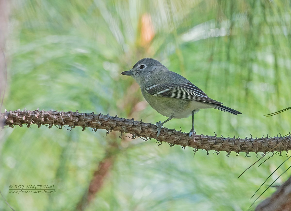 Plumbeous Vireo (Plumbeous) - ML622867410