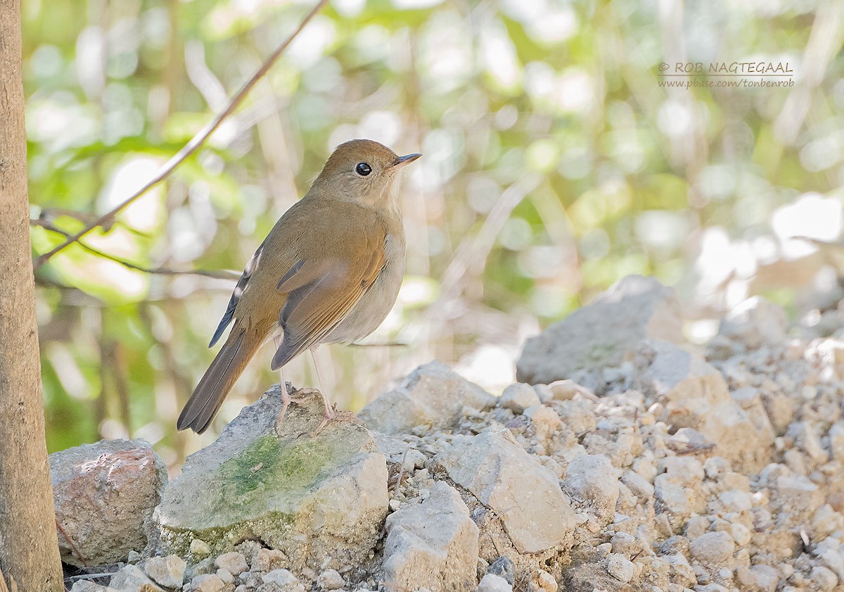 Russet Nightingale-Thrush - ML622867414