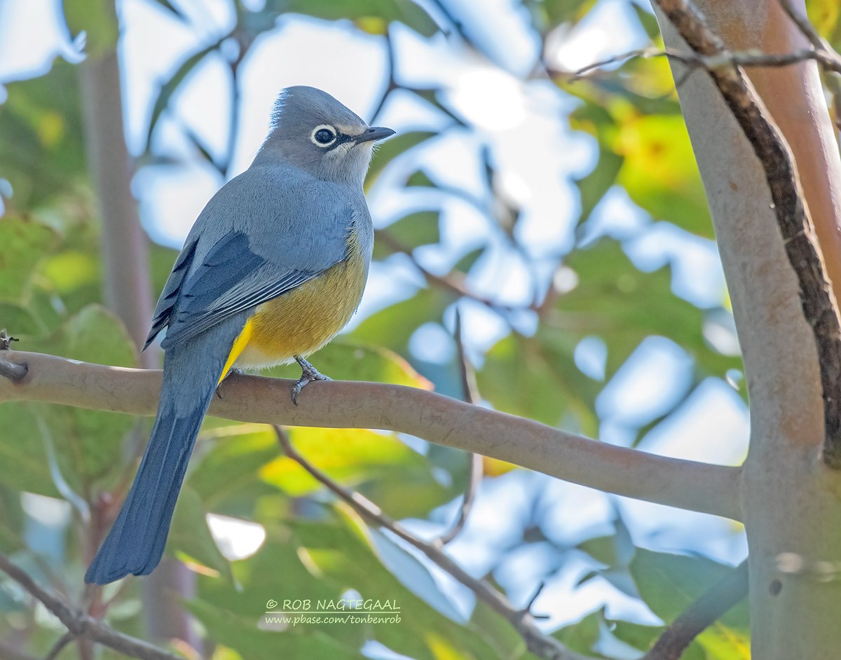 Gray Silky-flycatcher - ML622867421