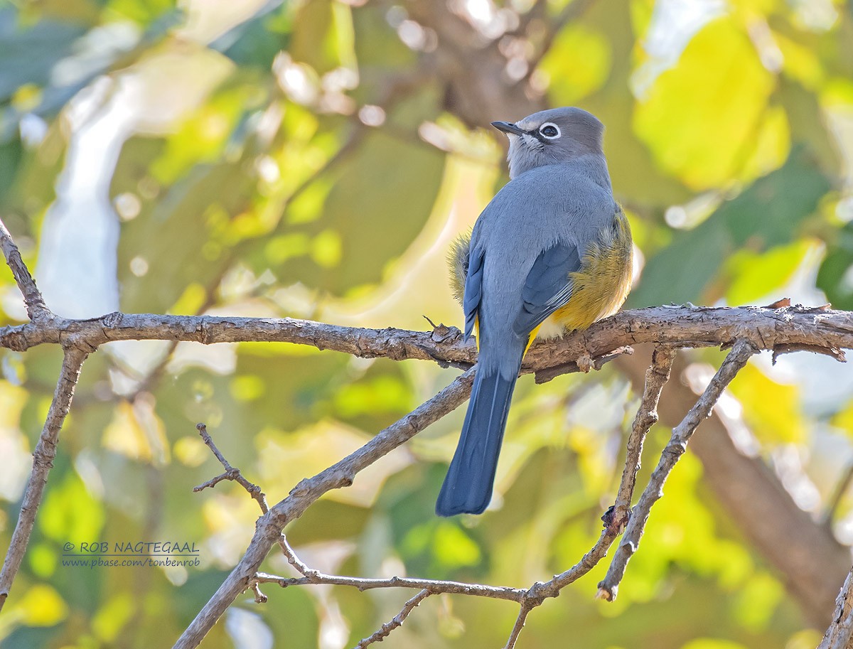 Gray Silky-flycatcher - ML622867422