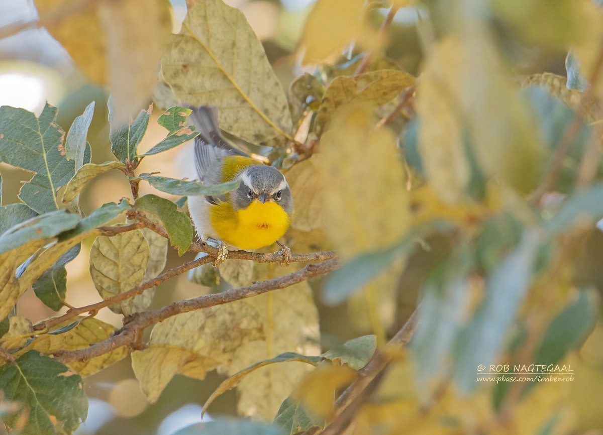 Crescent-chested Warbler - Rob Nagtegaal