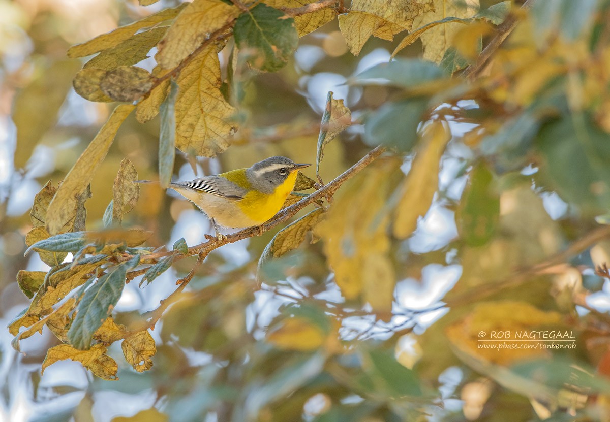 Crescent-chested Warbler - ML622867424