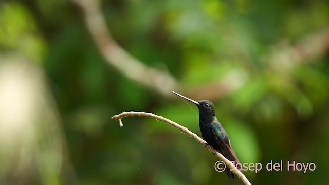 Blue-fronted Lancebill - ML622867456