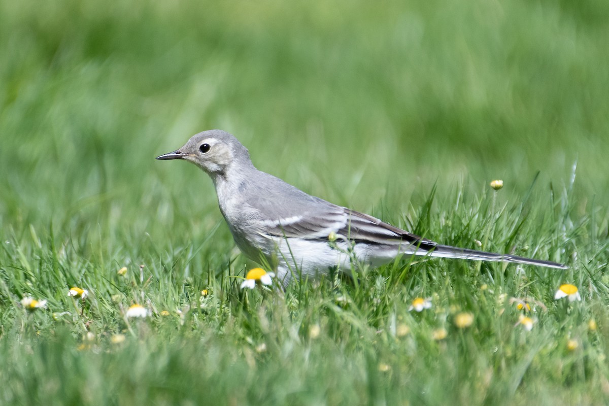 White Wagtail (White-faced) - ML622867469