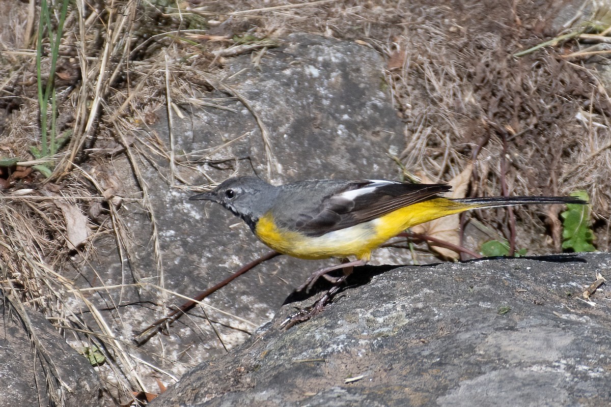 Gray Wagtail - ML622867474