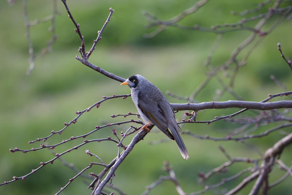 Noisy Miner - ML622867487