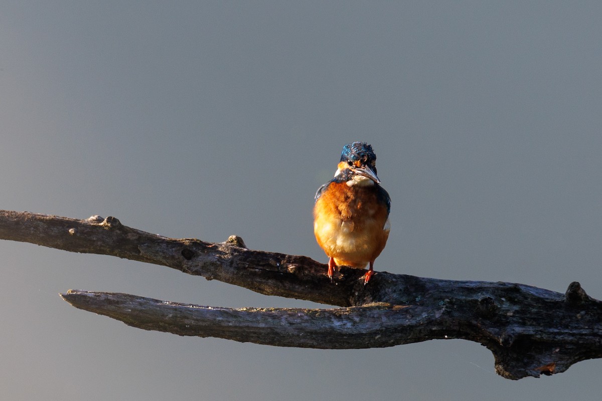 Common Kingfisher - ML622867513