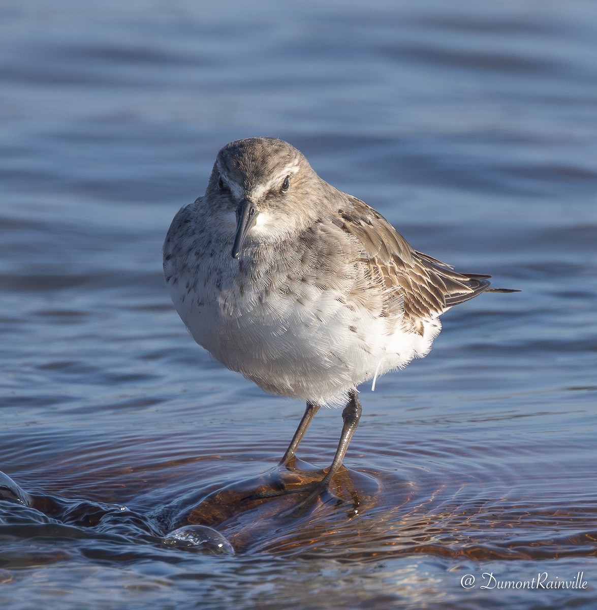 White-rumped Sandpiper - Claire Dumont