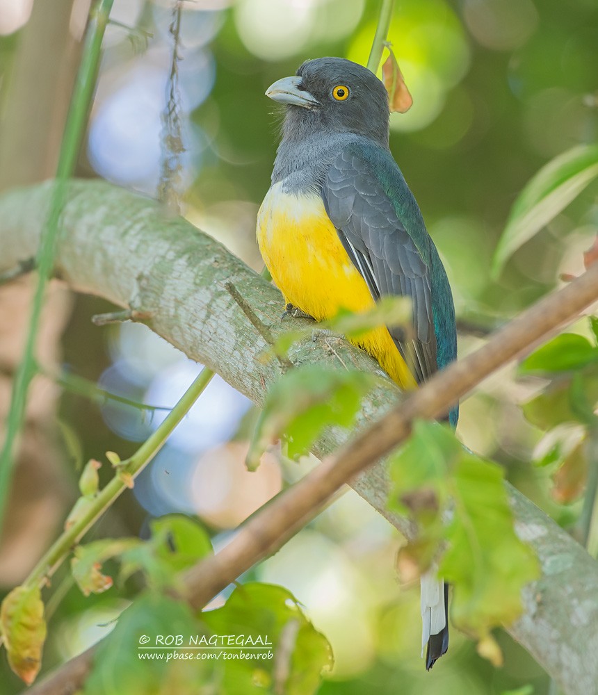 Trogon citrin - ML622867562
