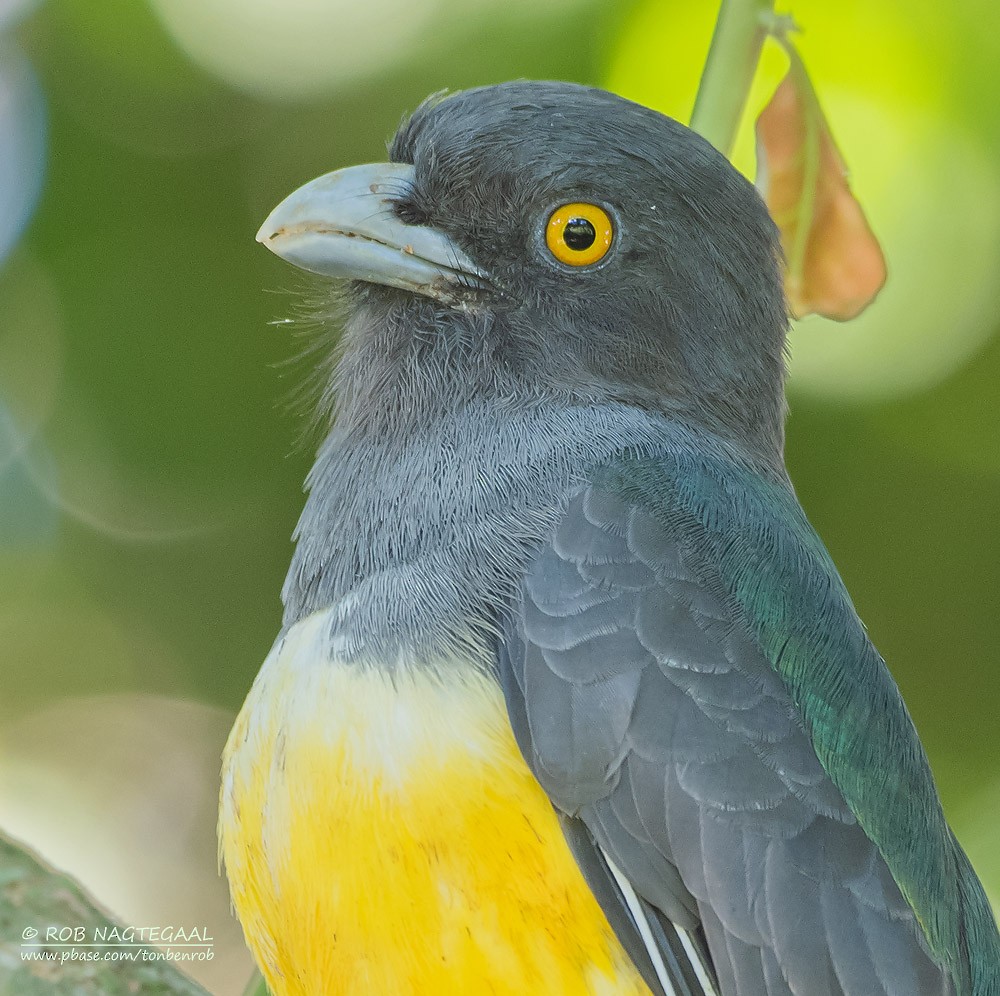 Trogon citrin - ML622867563