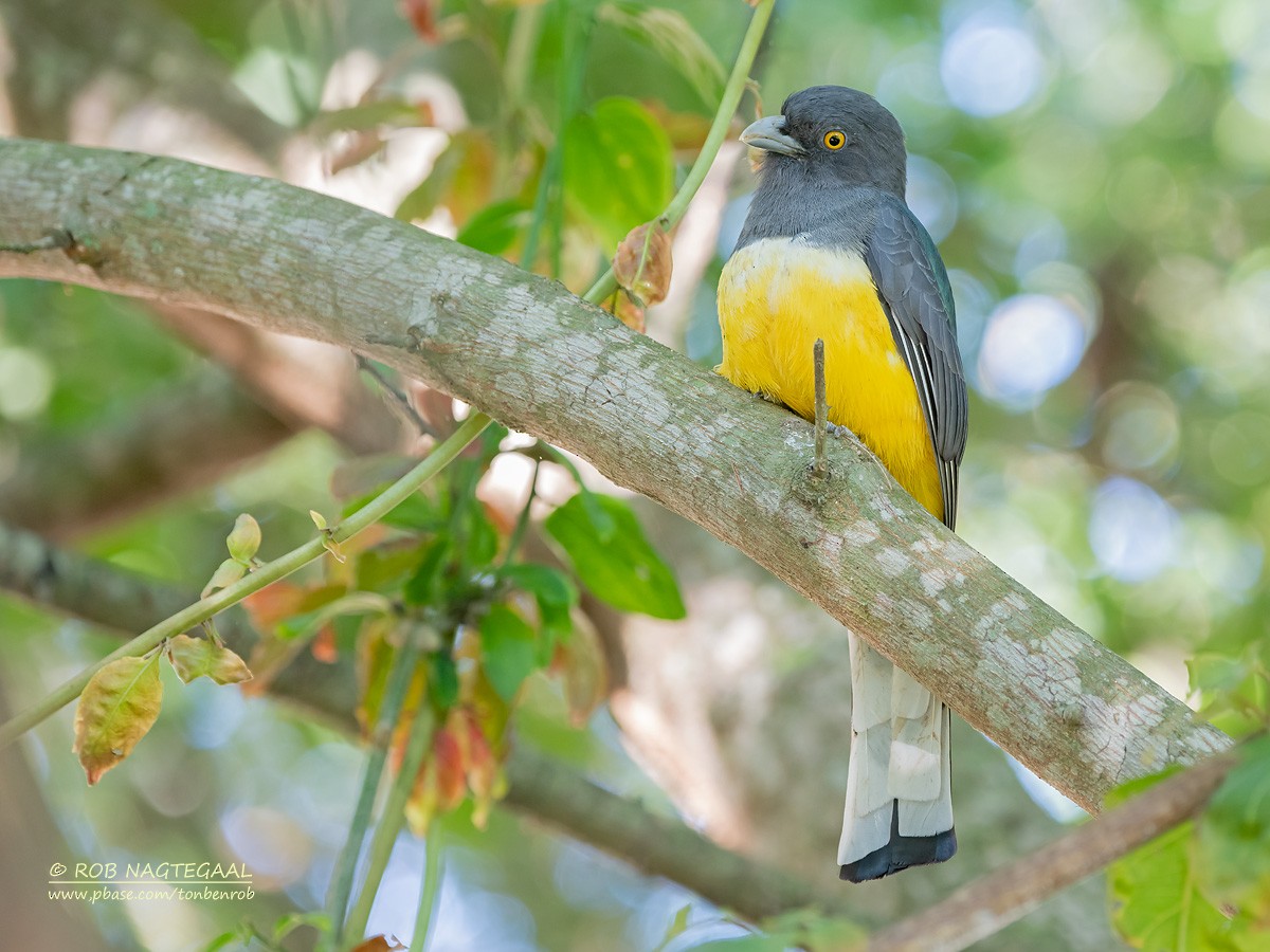 Citreoline Trogon - Rob Nagtegaal